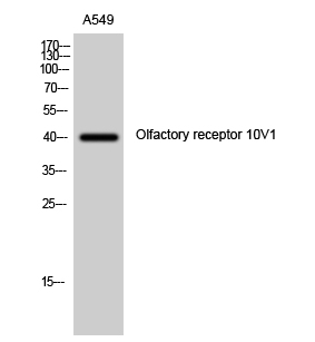 a17530 or10v1 primary antibodies wb testing 2