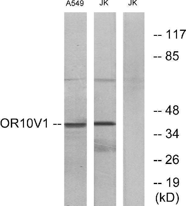 a17530 or10v1 primary antibodies wb testing 3