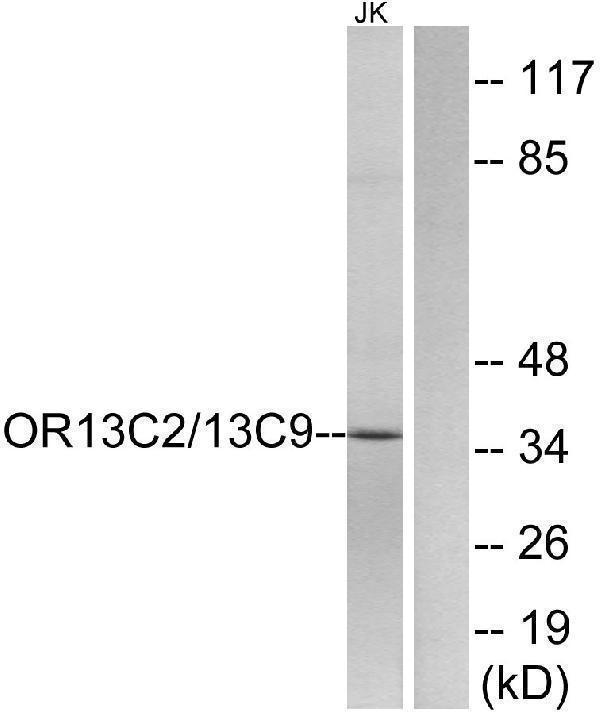 a17534 or13c2 primary antibodies wb testing 1