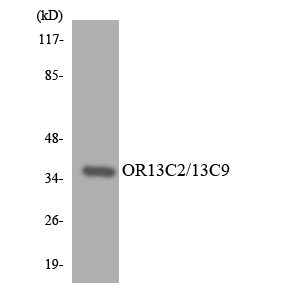 a17534 or13c2 primary antibodies wb testing 2