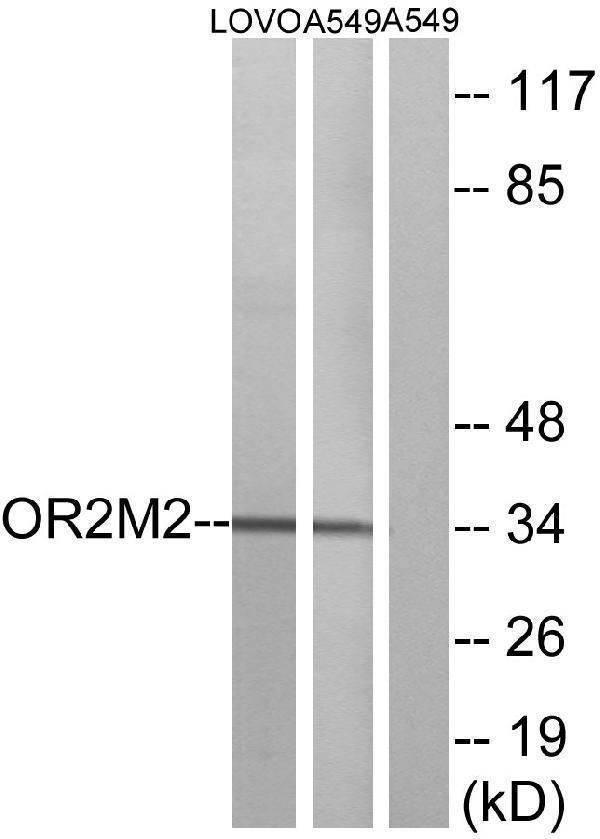 a17539 or2m2 primary antibodies wb testing 2