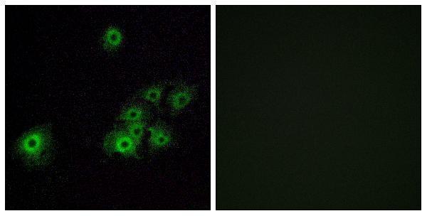 a17546 or4c15 primary antibodies if testing 1