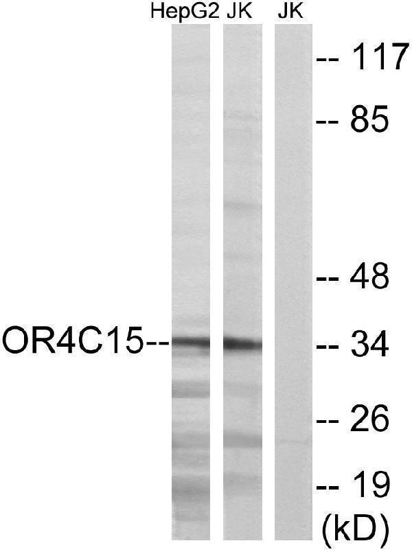 a17546 or4c15 primary antibodies wb testing 3