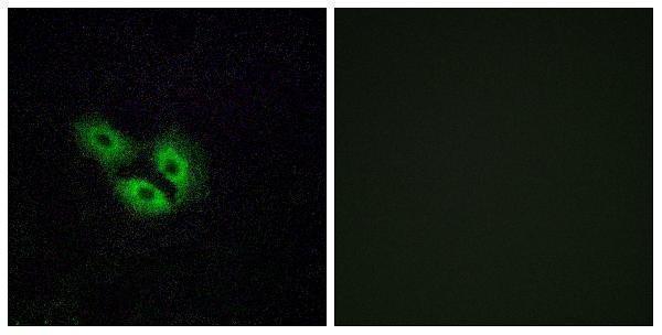 a17549 or4e2 primary antibodies if testing 1