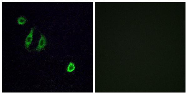 Immunofluorescence analysis of A549 cells, using OR4F6 Antibody
