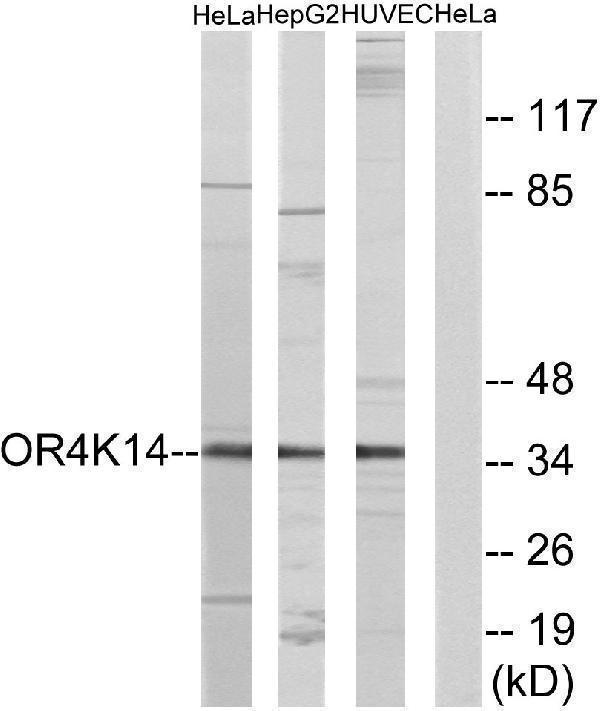 a17551 or4k14 primary antibodies wb testing 3