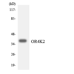 Western blot analysis of the lysates from HT-29 cells using OR4K2 antibody
