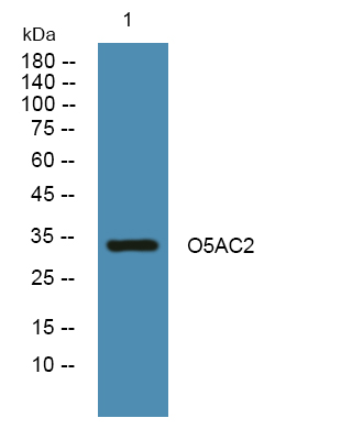 Western blot analysis of lysates from Jurkat cells, primary antibody was diluted at 1:1000, 4°over night