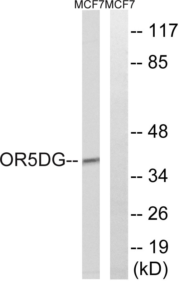 a17569 or5d16 primary antibodies wb testing 1