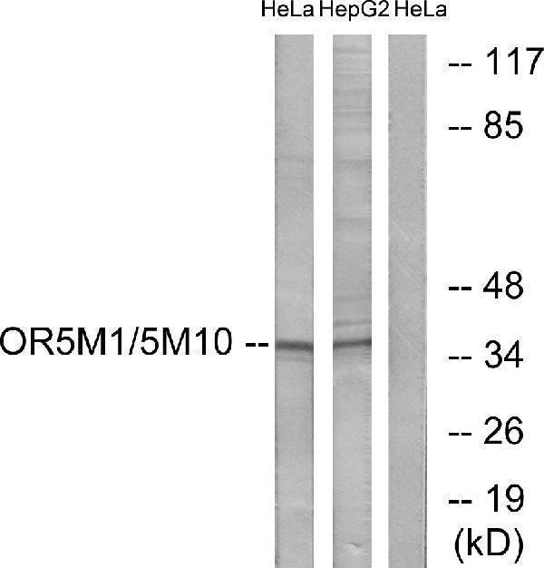a17570 1 or5m1 primary antibodies wb testing 2