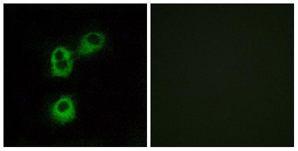 Immunofluorescence analysis of MCF7 cells, using OR5M1 Antibody