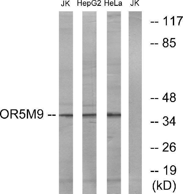 a17571 or5m9 primary antibodies wb testing 2