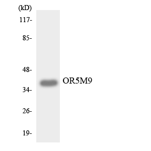 a17571 or5m9 primary antibodies wb testing 3