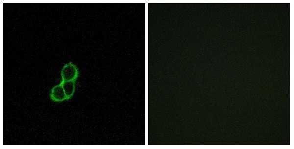 a17573 or5t3 primary antibodies if testing 1