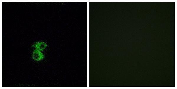 Immunofluorescence analysis of MCF7 cells, using OR6B2 Antibody