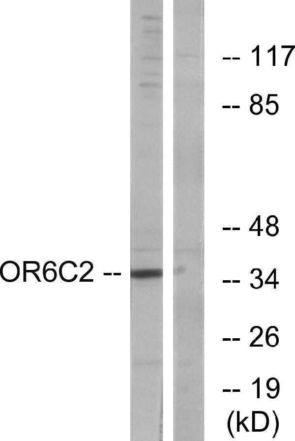 a17575 or6c2 primary antibodies wb testing 1