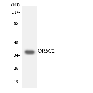 a17575 or6c2 primary antibodies wb testing 2