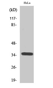 Western Blot (WB) analysis of specific cells using Olfactory receptor 6C3 Polyclonal antibody