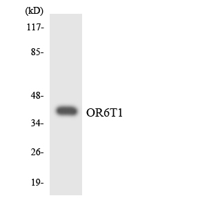 Western blot analysis of the lysates from COLO205 cells using OR6T1 antibody