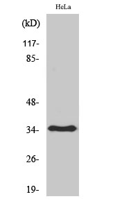 Western Blot analysis of various cells using Olfactory receptor 6T1 Polyclonal Antibody