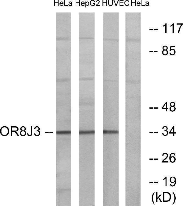 a17588 or8j3 primary antibodies wb testing 1