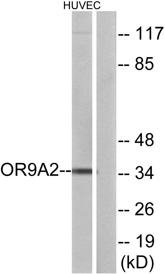 a17589 or9a2 primary antibodies wb testing 1