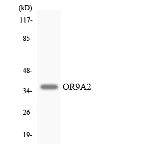 a17589 or9a2 primary antibodies wb testing 2