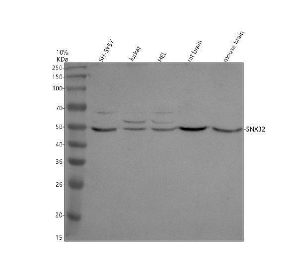 a17611 1 snx32 primary antibodies wb testing 1