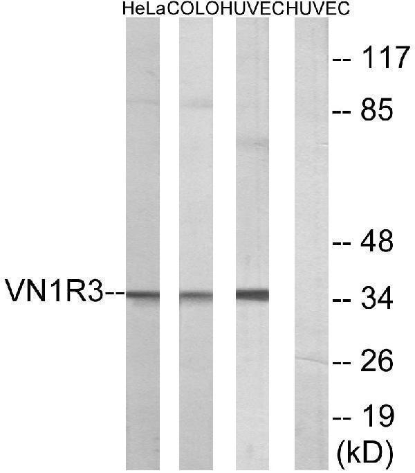 a17618 vn1r3 primary antibodies wb testing 1