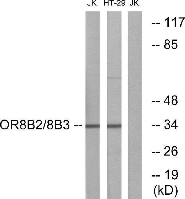a17683 or8b2 primary antibodies wb testing 1