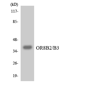 a17683 or8b2 primary antibodies wb testing 2