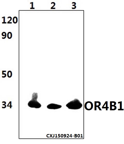 a17689 1 or4b1 primary antiboties wb testing 1