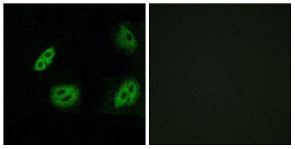 Immunofluorescence analysis of A549 cells, using OR4B1 Antibody