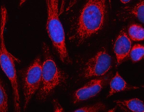  IF analysis of MSLNL using anti-MSLNL antibody (A15750-1)