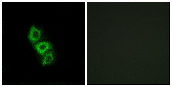 Immunofluorescence analysis of A549 cells, using APOL5 Antibody