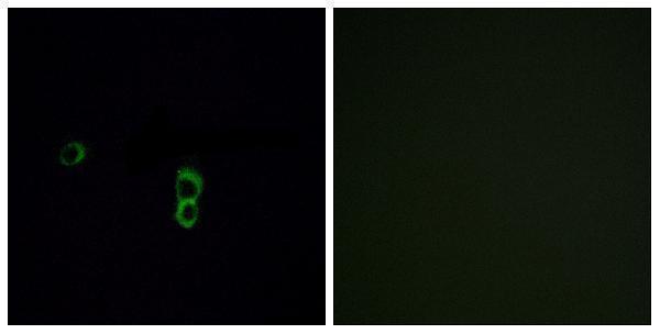 a17732 or9q1 primary antibodies if testing 1