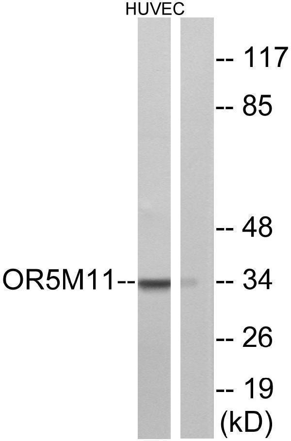 a17733 or5m11 primary antibodies wb testing 1