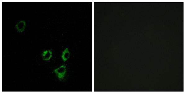 a17736 or2t29 primary antibodies if testing 1
