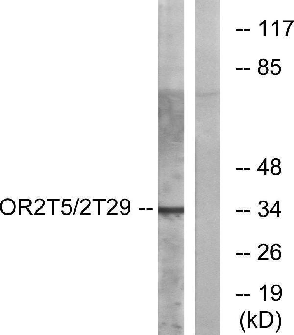 a17736 or2t29 primary antibodies wb testing 2