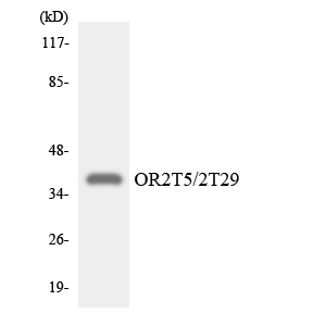 a17736 or2t29 primary antibodies wb testing 3