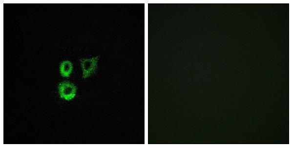 a17737 or2t3 primary antibodies if testing 1
