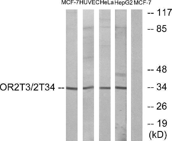 a17737 or2t3 primary antibodies wb testing 2