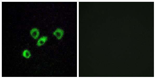 a17739 or10z1 primary antibodies if testing 1