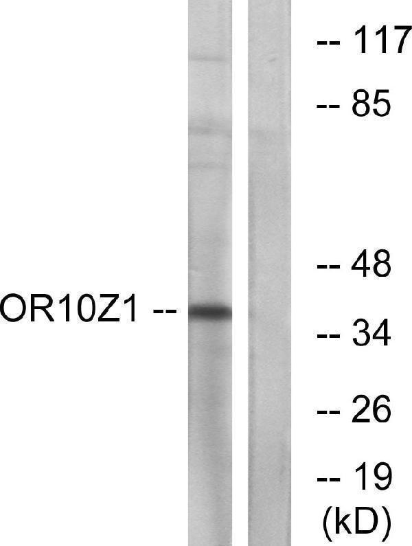 a17739 or10z1 primary antibodies wb testing 3