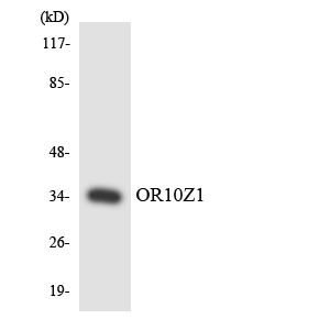 a17739 or10z1 primary antibodies wb testing 4