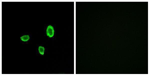 Immunofluorescence analysis of A549 cells, using OR10G7 Antibody