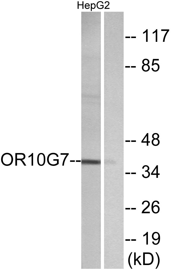 Western blot analysis of lysates from HepG2 cells, using OR10G7 Antibody