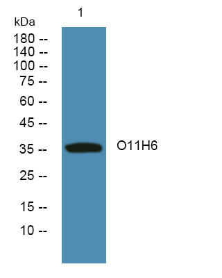 a17759 or11h6 primary antibodies wb testing 1