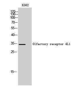 a17765 or4l1 primary antibodyes wb testing 1