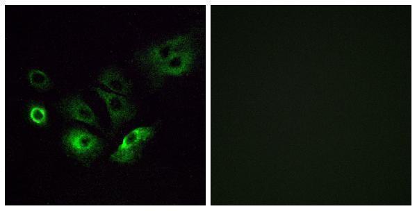 a17768 or4q3 primary antibodies if testing 1